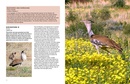 Vogelgids Kgalagadi Self-Drive Birds | HPH Publishing