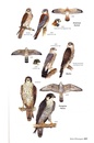 Vogelgids Birds of Nicaragua - a field guide | Zona Tropical