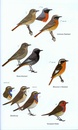 Vogelgids Birds of western Africa  | Bloomsbury