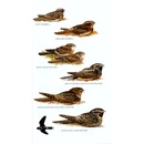 Vogelgids Field Guide to Birds of the West Indies | Bloomsbury