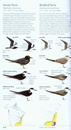 Vogelgids Sibley Field Guide to Birds of Eastern North America - USA en Canada | Alfred Knopf