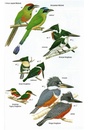 Vogelgids Birds of Argentina and the Southwest Atlantic | Bloomsbury