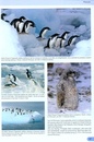 Natuurgids A Complete Guide to Antarctic Wildlife | Bloomsbury