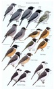 Vogelgids Birds of Madagascar and the Indian Ocean Islands | Bloomsbury