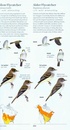 Vogelgids Sibley Field Guide to Birds of Eastern North America - USA en Canada | Alfred Knopf