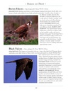 Vogelgids a Naturalist's guide to the Birds of Australia | John Beaufoy