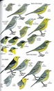 Vogelgids Field Guide to the Birds of Bangladesh | Bloomsbury