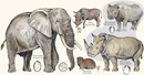 Wegenkaart - landkaart Map of Etosha | Honeyguide